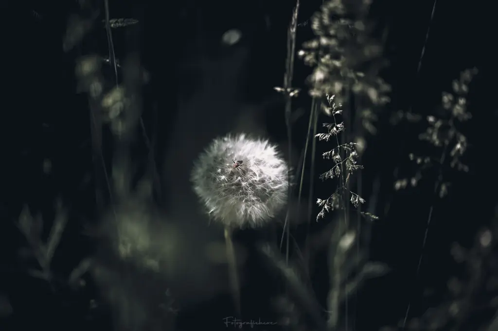 Filigrane Pusteblume vor dunklem Hintergrund mit geheimnisvoller Lichtstimmung