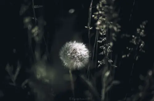 Filigrane Pusteblume vor dunklem Hintergrund mit geheimnisvoller Lichtstimmung