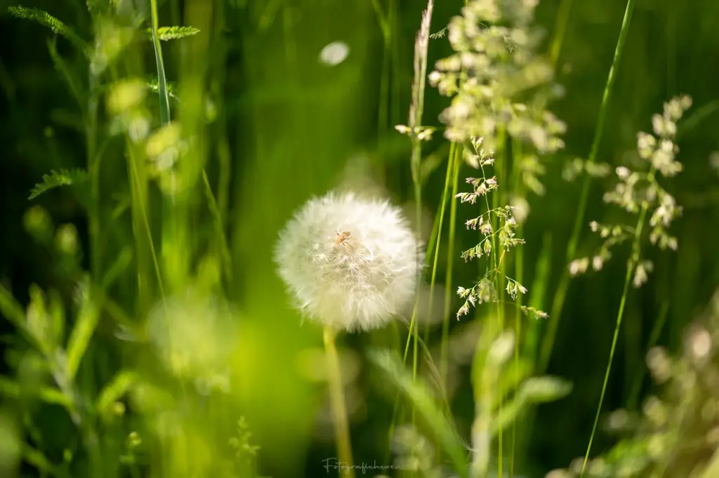 Pusteblume im Sonnenlicht zwischen grünen Gräsern, aufgenommen mit einem Makroobjektiv